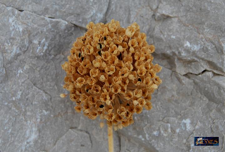 aglio selvatico.JPG